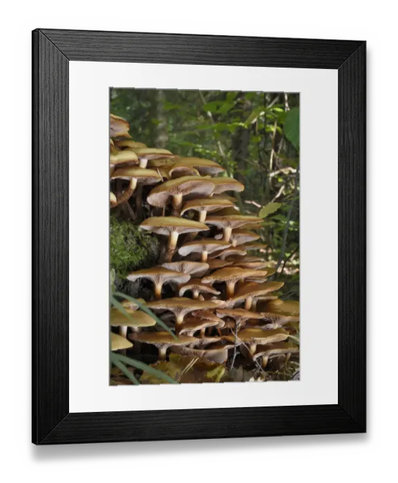 Framed Print : Large clump of Honey fungus (Armillaria mellea) growing on a treestump in deciduous woodland Framed Print : Large clump of Honey fungus (Armillaria mellea) growing on a treestump in deciduous woodland