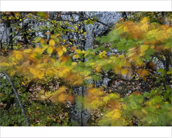 Autumn leaves moving in the wind, Plitvice Lakes National Park, UNESCO World Heritage Site