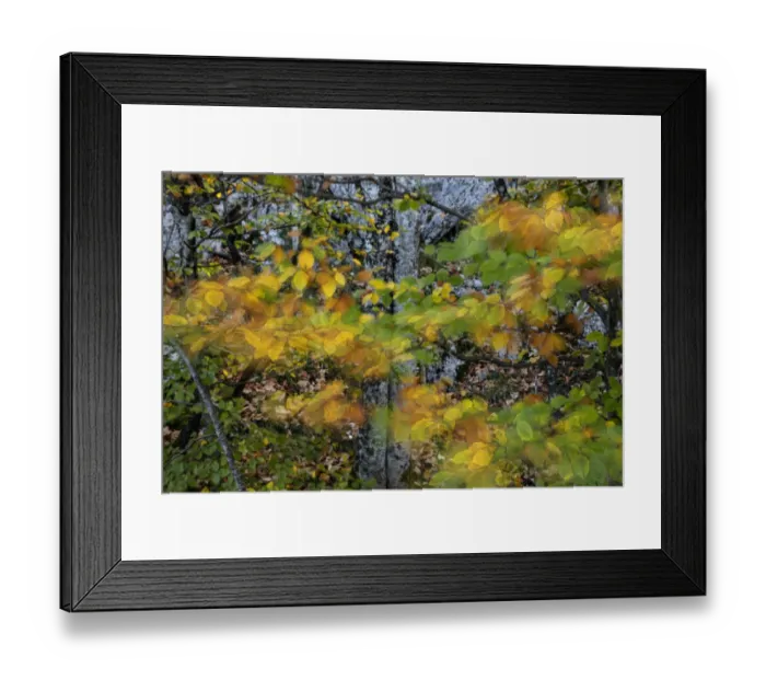 Framed Print : Autumn leaves moving in the wind, Plitvice Lakes National Park, UNESCO World Heritage Site Framed Print : Autumn leaves moving in the wind, Plitvice Lakes National Park, UNESCO World Heritage Site