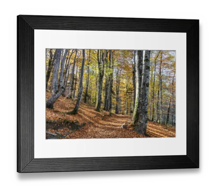 Framed Print : Forest in autumn colours, Plitvice Lakes National Park, UNESCO World Heritage Site Framed Print : Forest in autumn colours, Plitvice Lakes National Park, UNESCO World Heritage Site