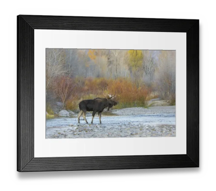 Framed Print : Moose (Alces alces) bull, crossing mountain river after sunset. Grand Teton National Park Framed Print : Moose (Alces alces) bull, crossing mountain river after sunset. Grand Teton National Park