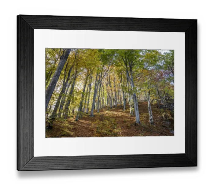 Framed Print : Forest in autumn colours, Plitvice Lakes National Park, UNESCO World Heritage Site Framed Print : Forest in autumn colours, Plitvice Lakes National Park, UNESCO World Heritage Site