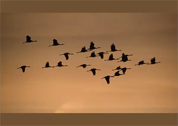 Common crane (Grus grus) flock in flight, Lac du Der, France, November