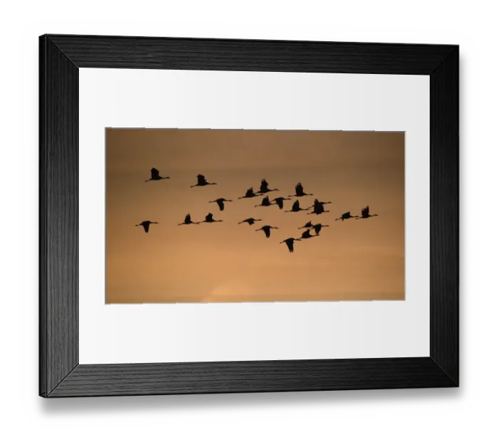 Framed Print : Common crane (Grus grus) flock in flight, Lac du Der, France, November Framed Print : Common crane (Grus grus) flock in flight, Lac du Der, France, November