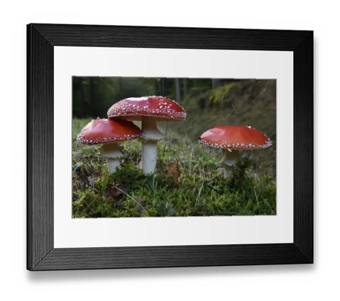 Framed Print : Fly agaric (Amanita muscaria) Vosges forest, France, September Framed Print : Fly agaric (Amanita muscaria) Vosges forest, France, September