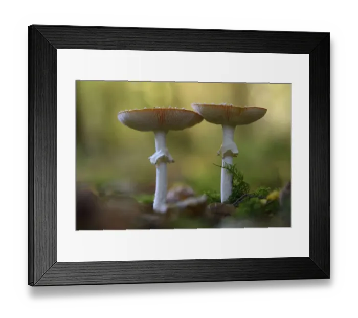 Framed Print : Fly agaric (Amanita muscaria) Vosges forest, France, October Framed Print : Fly agaric (Amanita muscaria) Vosges forest, France, October