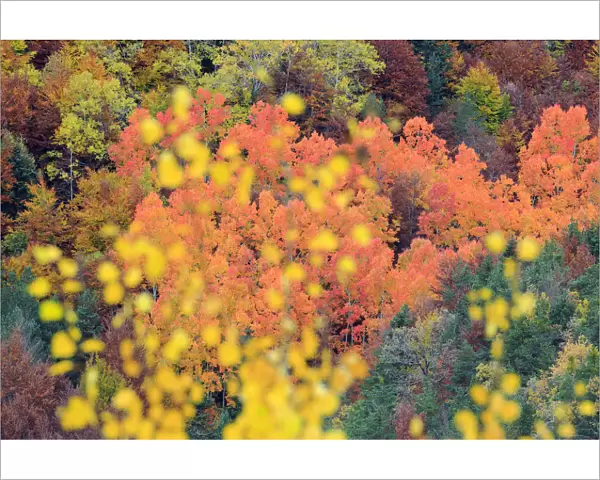 Autumn colours of Poplar (Populus sp) Ordesa y Monte Perdido National Park, Spain
