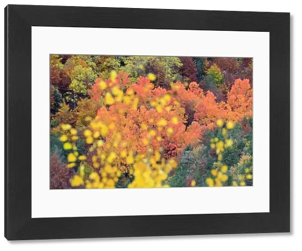 Autumn colours of Poplar (Populus sp) Ordesa y Monte Perdido National Park, Spain