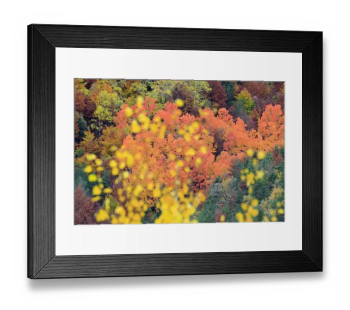 Framed Print : Autumn colours of Poplar (Populus sp) Ordesa y Monte Perdido National Park, Spain Framed Print : Autumn colours of Poplar (Populus sp) Ordesa y Monte Perdido National Park, Spain
