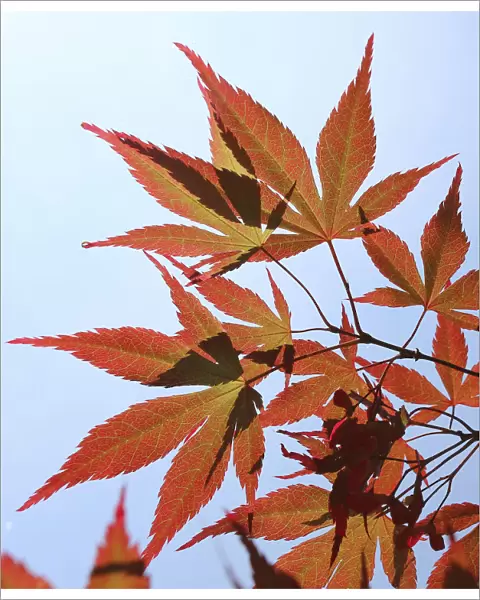 Maple leaves (Acer sp) in autumn, Westonbirt, England, UK