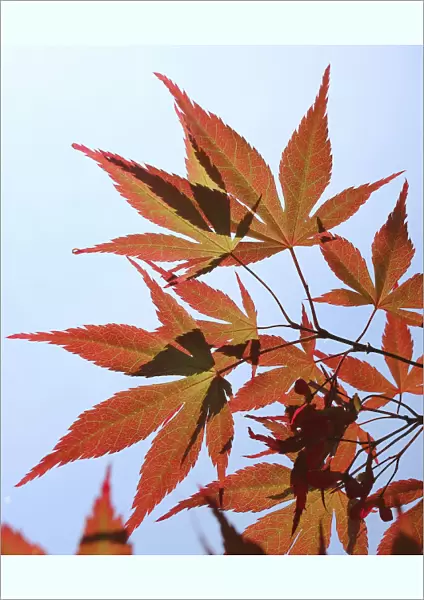 Maple leaves (Acer sp) in autumn, Westonbirt, England, UK