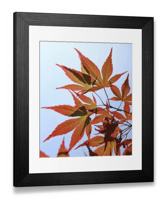 Framed Print : Maple leaves (Acer sp) in autumn, Westonbirt, England, UK Framed Print : Maple leaves (Acer sp) in autumn, Westonbirt, England, UK