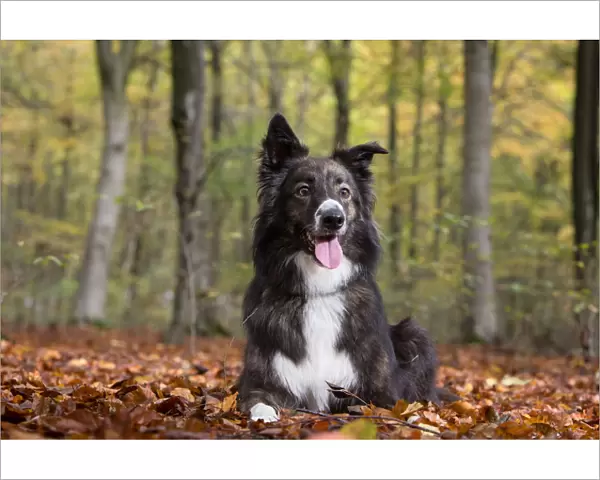 Collie crossbreed rescue dog in beech woodland. Micheldever Woods, Hampshire, UK