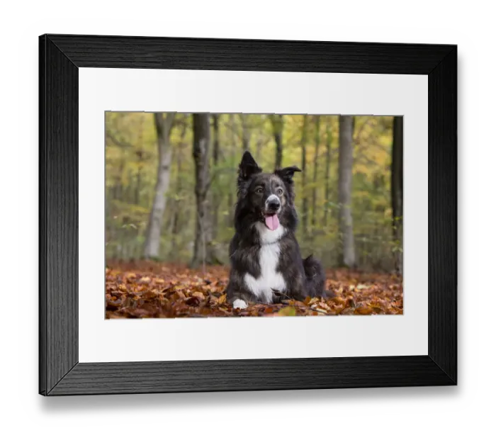 Framed Print : Collie crossbreed rescue dog in beech woodland. Micheldever Woods, Hampshire, UK Framed Print : Collie crossbreed rescue dog in beech woodland. Micheldever Woods, Hampshire, UK