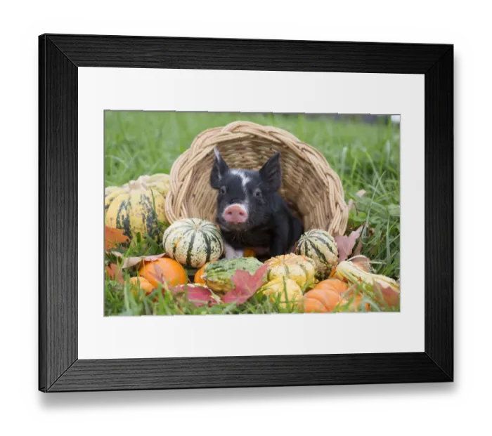 Framed Print : Berkshire piglet in a basket among squashes in early autumn; Rhode Island, USA. October Framed Print : Berkshire piglet in a basket among squashes in early autumn; Rhode Island, USA. October