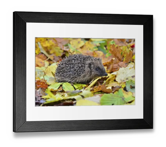 Framed Print : Hedgehog (Erinaceus europaeus) in autumn. Dorset, UK, October Framed Print : Hedgehog (Erinaceus europaeus) in autumn. Dorset, UK, October