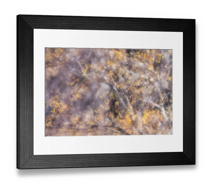 Framed Print : Impression of Birch tree (Betula pendula) in autumn, Scotland, UK. November Framed Print : Impression of Birch tree (Betula pendula) in autumn, Scotland, UK. November