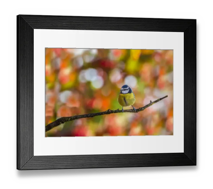 Framed Print : Great tit (Parus major), perched on tree, Monmouthshire, Wales, UK. December Framed Print : Great tit (Parus major), perched on tree, Monmouthshire, Wales, UK. December