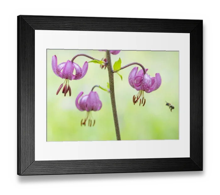 Framed Print : RF - Turks cap lily (Lilium martagon) with solitary bee in flight, Aosta Valley Framed Print : RF - Turks cap lily (Lilium martagon) with solitary bee in flight, Aosta Valley