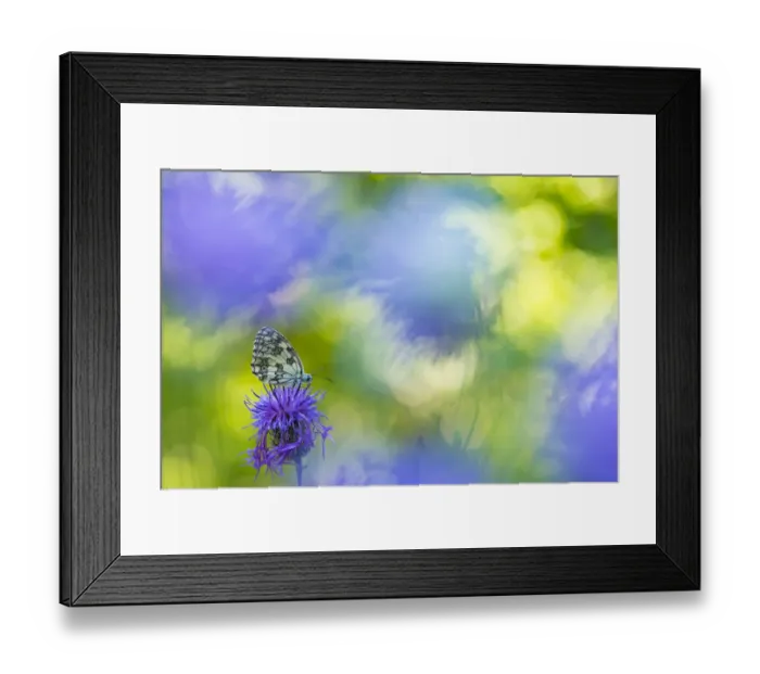 Framed Print : RF - Marbled white butterfly (Melanargia galathea) on knapweed with soft focus flowers Framed Print : RF - Marbled white butterfly (Melanargia galathea) on knapweed with soft focus flowers