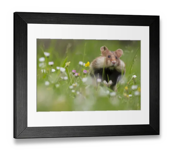 Framed Print : RF - European hamster (Cricetus cricetus) with cheek pouches full, Austria Framed Print : RF - European hamster (Cricetus cricetus) with cheek pouches full, Austria