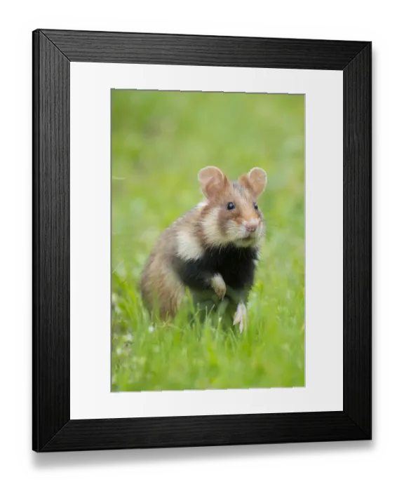 Framed Print : RF - European hamster (Cricetus cricetus) Austria Framed Print : RF - European hamster (Cricetus cricetus) Austria