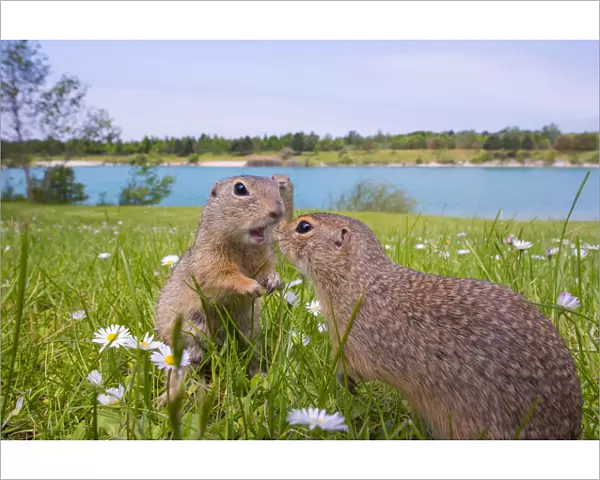 RF - European ground squirrels  /  Sousliks (Spermophilus citellus)greeting, Gerasdorf, Austria