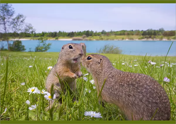 RF - European ground squirrels  /  Sousliks (Spermophilus citellus)greeting, Gerasdorf, Austria