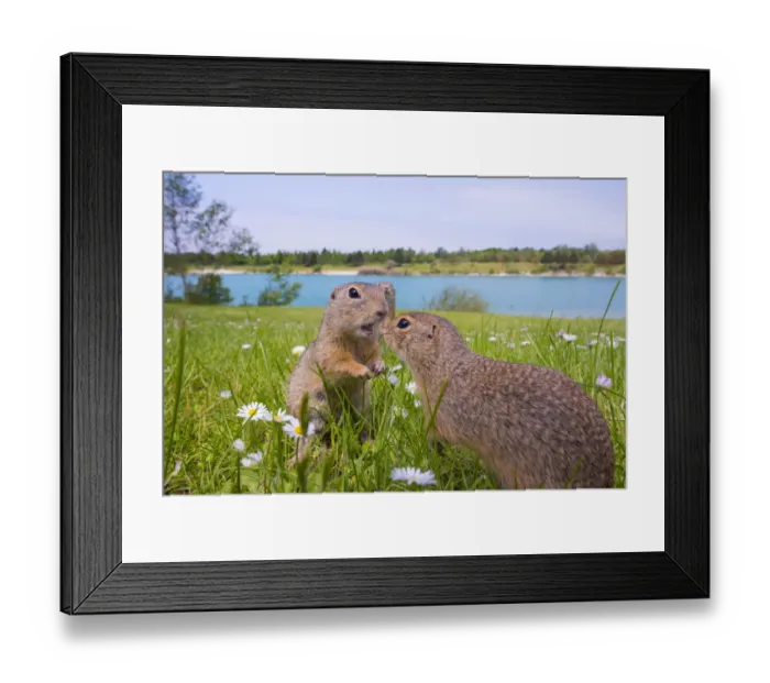 Framed Print : RF - European ground squirrels / Sousliks (Spermophilus citellus)greeting, Gerasdorf, Austria Framed Print : RF - European ground squirrels / Sousliks (Spermophilus citellus)greeting, Gerasdorf, Austria