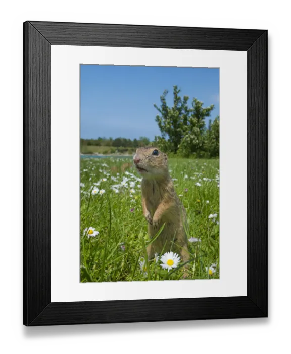 Framed Print : RF - European ground squirrel / Souslik (Spermophilus citellus) in grass with daisies Framed Print : RF - European ground squirrel / Souslik (Spermophilus citellus) in grass with daisies