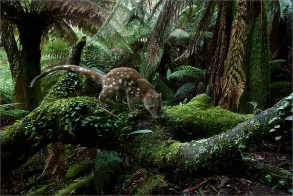 Spotted-tailed quoll (Dasyurus maculatus) scent marking in Monga National Park, New South Wales