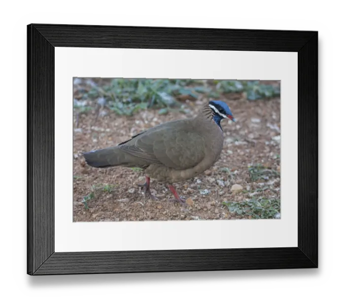 Framed Print : Blue-headed quail-dove (Starnoenas cyanocephala) profile, Cuba. Endangered species Framed Print : Blue-headed quail-dove (Starnoenas cyanocephala) profile, Cuba. Endangered species