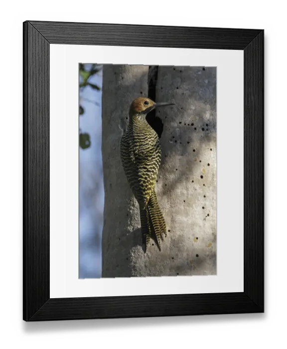 Framed Print : Fernandinas flicker (Colaptes fernandinae) at hole in tree, Cuba. Vulnerable species Framed Print : Fernandinas flicker (Colaptes fernandinae) at hole in tree, Cuba. Vulnerable species