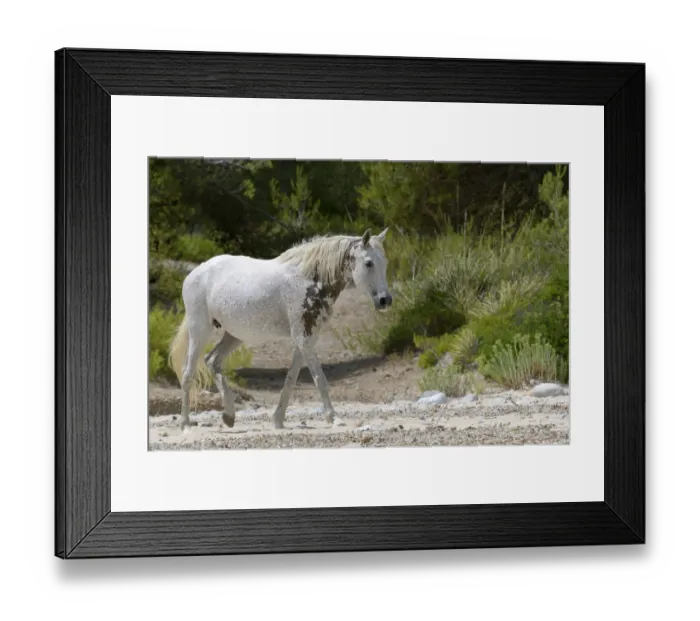 Framed Print : Feral horse (Equus caballus) walking on a remote sandy beach, near Arta, Mallorca, Spain, August Framed Print : Feral horse (Equus caballus) walking on a remote sandy beach, near Arta, Mallorca, Spain, August