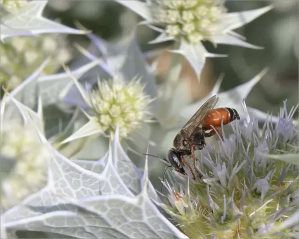 Sand-loving  /  Square-headed wasp (Tachysphex costae) feeding on Sea holly flowers