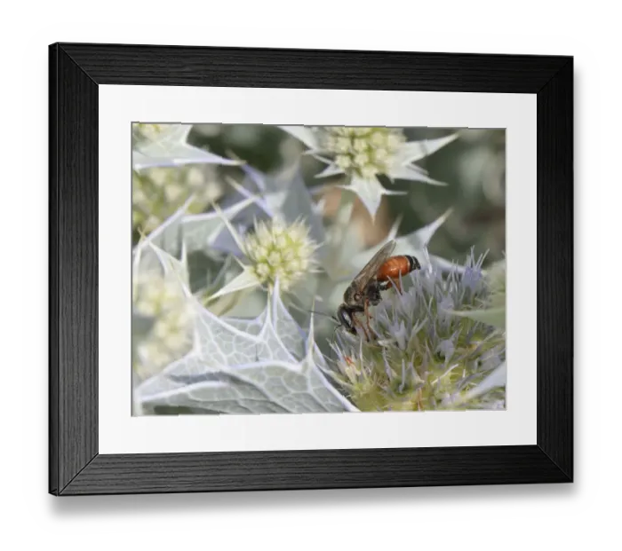 Framed Print : Sand-loving / Square-headed wasp (Tachysphex costae) feeding on Sea holly flowers Framed Print : Sand-loving / Square-headed wasp (Tachysphex costae) feeding on Sea holly flowers