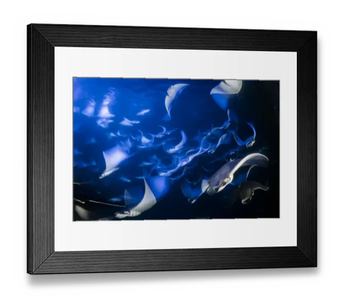 Framed Print : School of Munks devil ray, pygmy devil ray, (Mobula munkiana), feeding on plankton at night Framed Print : School of Munks devil ray, pygmy devil ray, (Mobula munkiana), feeding on plankton at night