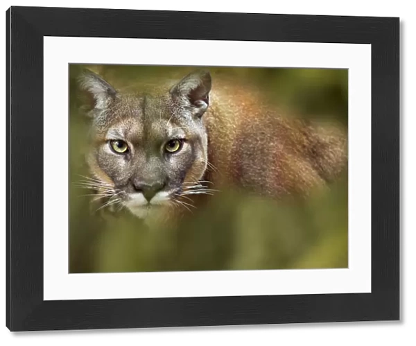 Cougar (Puma concolor) portrait, captive, occurs in the Americas. With digitally added leaves
