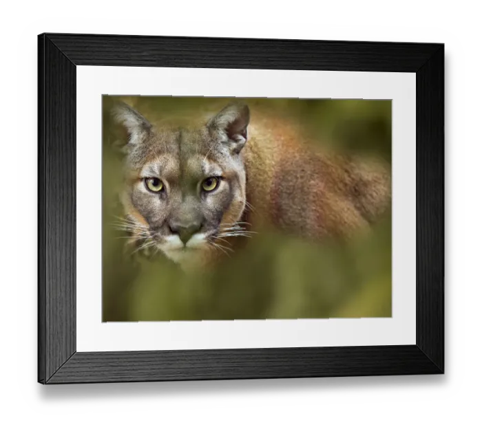 Framed Print : Cougar (Puma concolor) portrait, captive, occurs in the Americas. With digitally added leaves Framed Print : Cougar (Puma concolor) portrait, captive, occurs in the Americas. With digitally added leaves