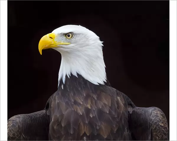 Bald eagle (Haliaeetus leucocephalus) portrait, captive, occurs in North America