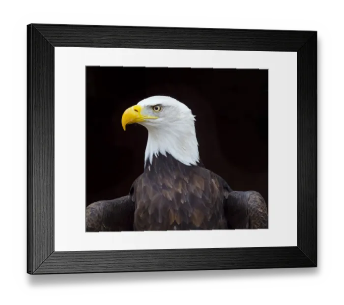 Framed Print : Bald eagle (Haliaeetus leucocephalus) portrait, captive, occurs in North America Framed Print : Bald eagle (Haliaeetus leucocephalus) portrait, captive, occurs in North America