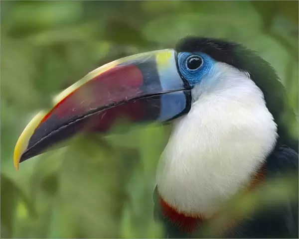 RF - White-throated toucan (Ramphastos tucanus) captive, occurs in South America
