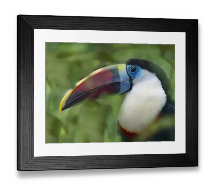 Framed Print : RF - White-throated toucan (Ramphastos tucanus) captive, occurs in South America Framed Print : RF - White-throated toucan (Ramphastos tucanus) captive, occurs in South America