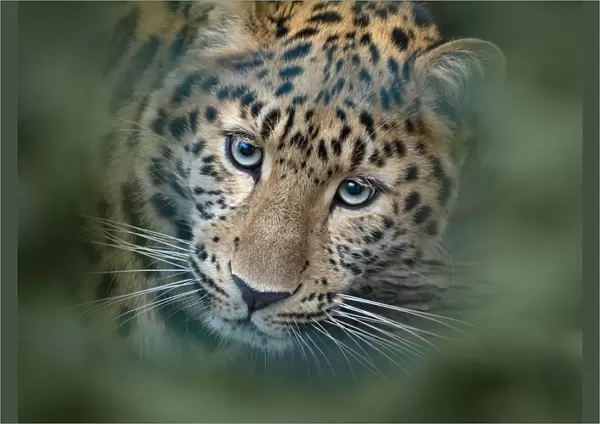 RF - Amur leopard (Panthera pardus orientalis) captive, occurs in northern China and Russia