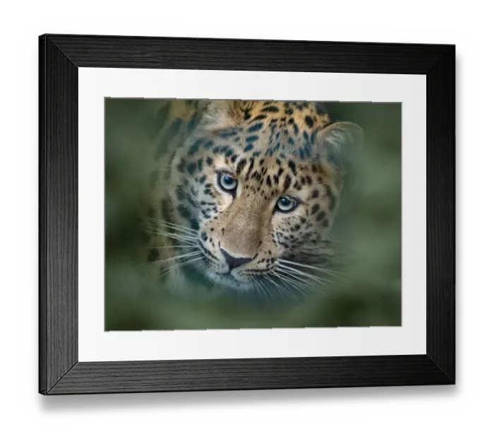 Framed Print : RF - Amur leopard (Panthera pardus orientalis) captive, occurs in northern China and Russia Framed Print : RF - Amur leopard (Panthera pardus orientalis) captive, occurs in northern China and Russia