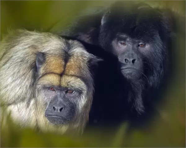 Black howler (Alouatta caraya) male and female, captive, occurs in Brazil and Paraguay