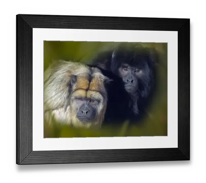 Framed Print : Black howler (Alouatta caraya) male and female, captive, occurs in Brazil and Paraguay Framed Print : Black howler (Alouatta caraya) male and female, captive, occurs in Brazil and Paraguay