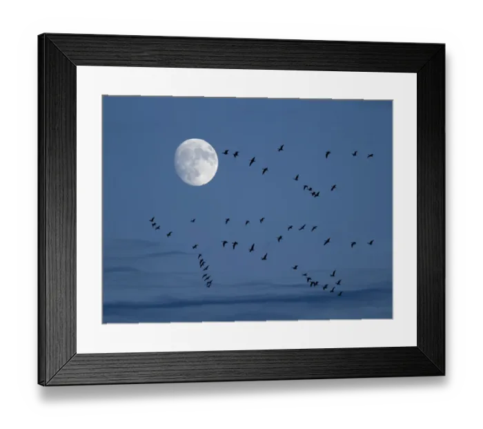 Framed Print : Brent geese (Branta bernicla) flying with moon, Titchwell, Norfolk, UK, December Framed Print : Brent geese (Branta bernicla) flying with moon, Titchwell, Norfolk, UK, December