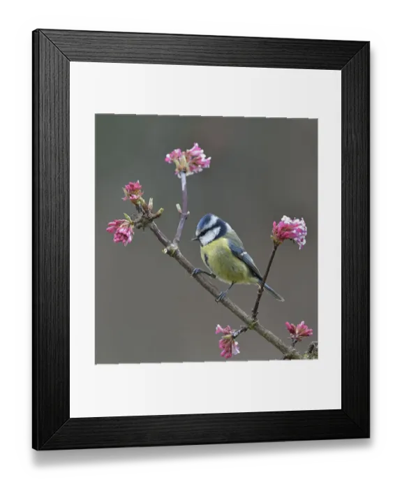 Framed Print : Eurasian blue tit (Cyanistes caeruleus) on a branch, Vendee, France, January Framed Print : Eurasian blue tit (Cyanistes caeruleus) on a branch, Vendee, France, January