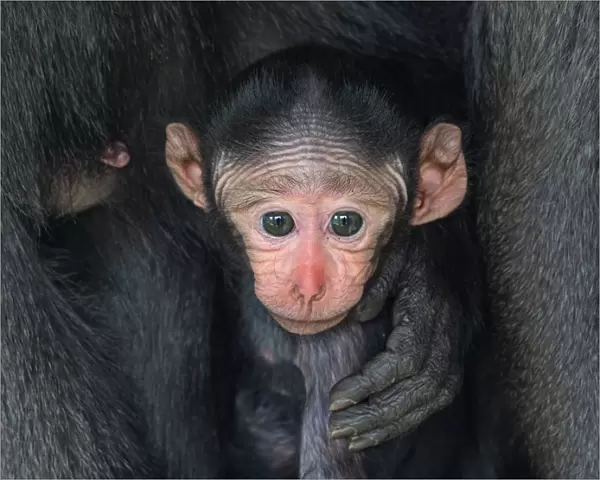 Celebes crested macaque (Macaca nigra) infant, captive